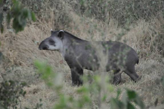Encontro com uma anta na Transpantaneira, entre Poconé e Porto Jofre, no Mato Grosso
